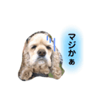 コッカースパニエルきなこ2（個別スタンプ：12）