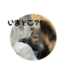 愛犬リキスタンプ2（個別スタンプ：2）