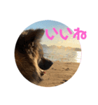 愛犬リキスタンプ2（個別スタンプ：4）