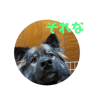 愛犬リキスタンプ2（個別スタンプ：6）