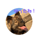 愛犬リキスタンプ2（個別スタンプ：7）