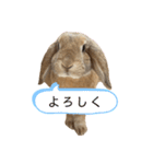 ロップイヤーのラテちゃんスタンプ（個別スタンプ：8）