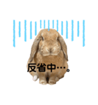 ロップイヤーのラテちゃんスタンプ（個別スタンプ：10）