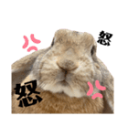 ロップイヤーのラテちゃんスタンプ（個別スタンプ：16）