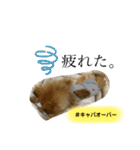 アロハとビビ★スタンプ（個別スタンプ：3）
