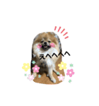 アロハとビビ★スタンプ（個別スタンプ：9）