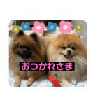 アロハとビビ★スタンプ（個別スタンプ：16）