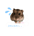 ジャンガリアンのももこさん（個別スタンプ：3）