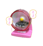 ジャンガリアンのももこさん（個別スタンプ：8）