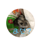 ジャンガリアンのももこさん（個別スタンプ：13）