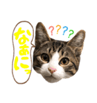 ネコだらけっ（個別スタンプ：3）