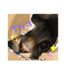 ネコだらけっ（個別スタンプ：4）