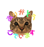 ネコだらけっ（個別スタンプ：5）