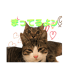 ネコだらけっ（個別スタンプ：6）