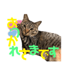 ネコだらけっ（個別スタンプ：9）