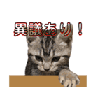 ネコだらけっ（個別スタンプ：10）