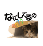 ネコだらけっ（個別スタンプ：12）