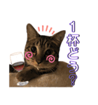 ネコだらけっ（個別スタンプ：13）