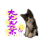 ネコだらけっ（個別スタンプ：15）