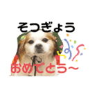 おめでとうクゥちゃんスタンプ（個別スタンプ：1）