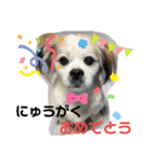 おめでとうクゥちゃんスタンプ（個別スタンプ：2）