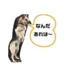 おめでとうクゥちゃんスタンプ（個別スタンプ：3）