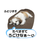 おめでとうクゥちゃんスタンプ（個別スタンプ：4）
