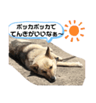 おめでとうクゥちゃんスタンプ（個別スタンプ：5）