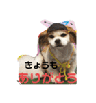 おめでとうクゥちゃんスタンプ（個別スタンプ：7）