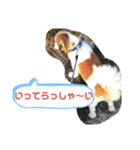 おめでとうクゥちゃんスタンプ（個別スタンプ：8）