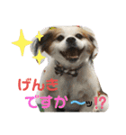 おめでとうクゥちゃんスタンプ（個別スタンプ：10）