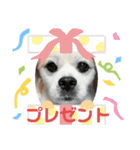 おめでとうクゥちゃんスタンプ（個別スタンプ：11）