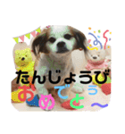 おめでとうクゥちゃんスタンプ（個別スタンプ：12）