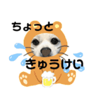 おめでとうクゥちゃんスタンプ（個別スタンプ：13）