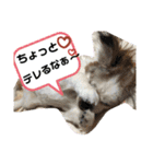 おめでとうクゥちゃんスタンプ（個別スタンプ：15）
