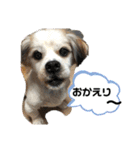 おめでとうクゥちゃんスタンプ（個別スタンプ：16）