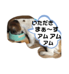おめでとうクゥちゃんスタンプ（個別スタンプ：17）
