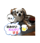 おめでとうクゥちゃんスタンプ（個別スタンプ：18）