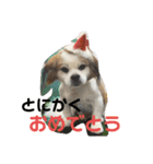 おめでとうクゥちゃんスタンプ（個別スタンプ：21）
