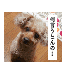 みんなの！！？からあげスタンプ（個別スタンプ：12）