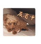 みんなの！！？からあげスタンプ（個別スタンプ：24）