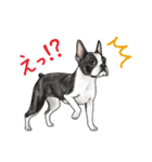 小型犬＆中型犬、大集合！（個別スタンプ：23）