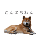 柴犬しばじろう（個別スタンプ：1）