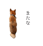 柴犬しばじろう（個別スタンプ：2）