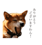 柴犬しばじろう（個別スタンプ：3）