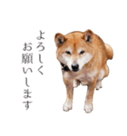柴犬しばじろう（個別スタンプ：5）