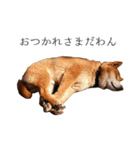 柴犬しばじろう（個別スタンプ：6）