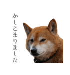 柴犬しばじろう（個別スタンプ：7）