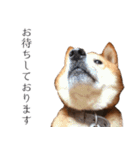 柴犬しばじろう（個別スタンプ：8）