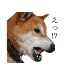 柴犬しばじろう（個別スタンプ：9）